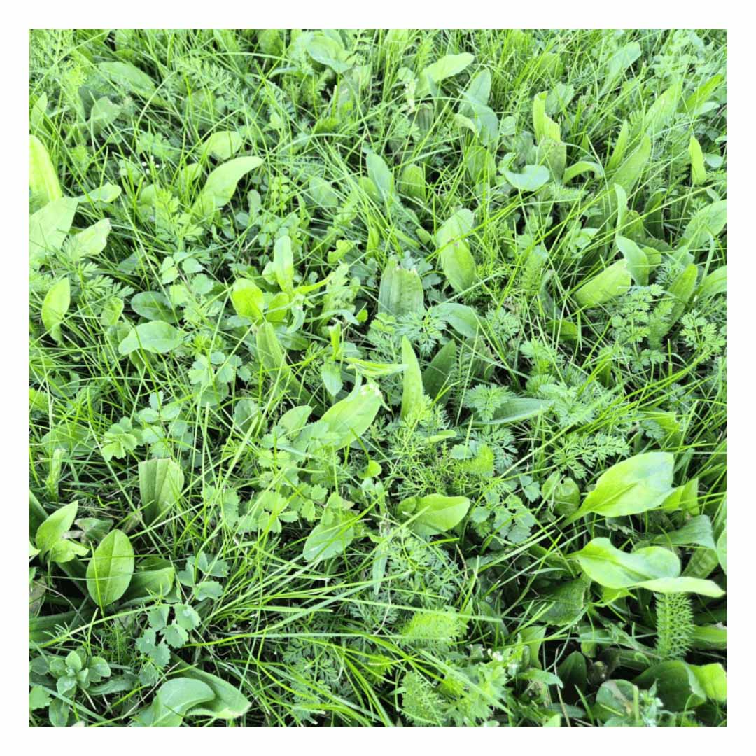 BioScapes® Biodiverse Turf