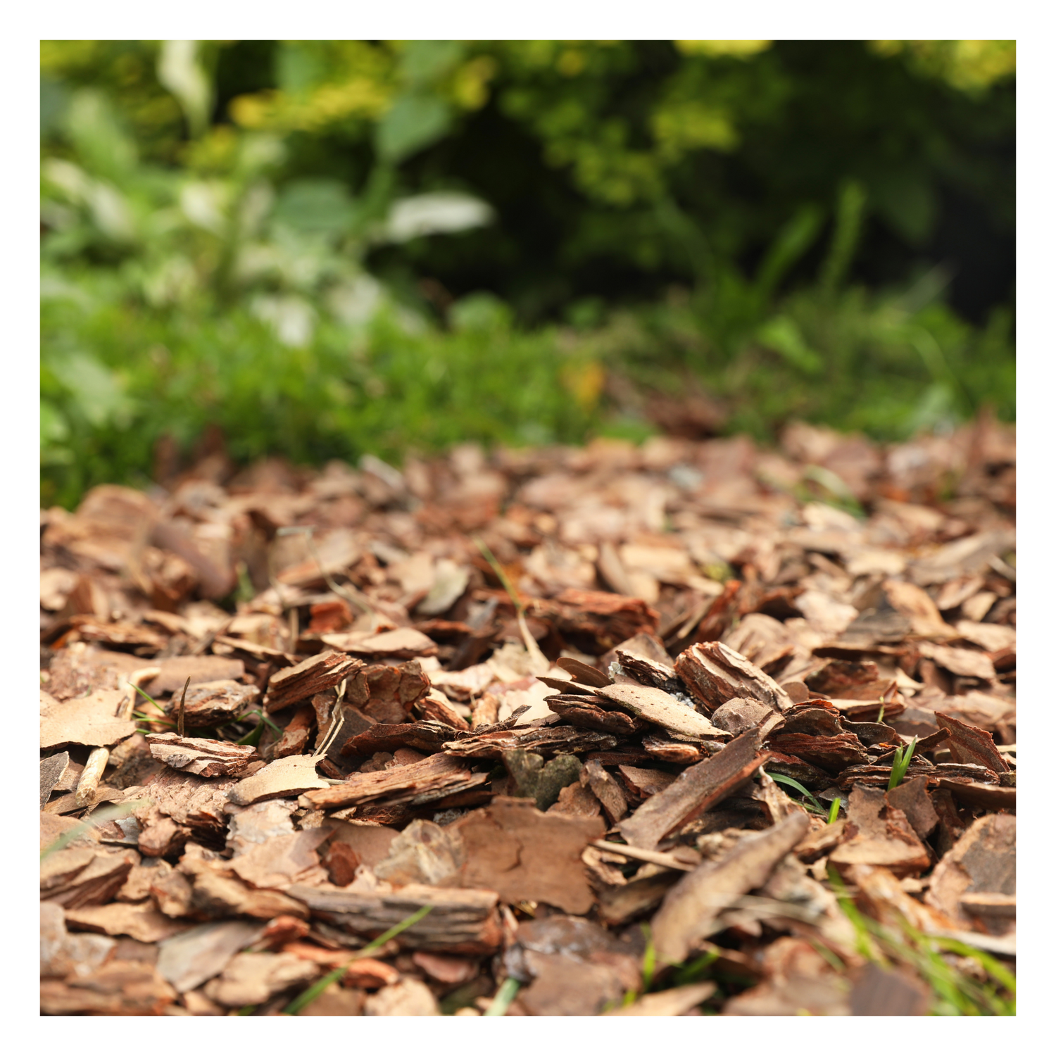 Mulch laid out on garden