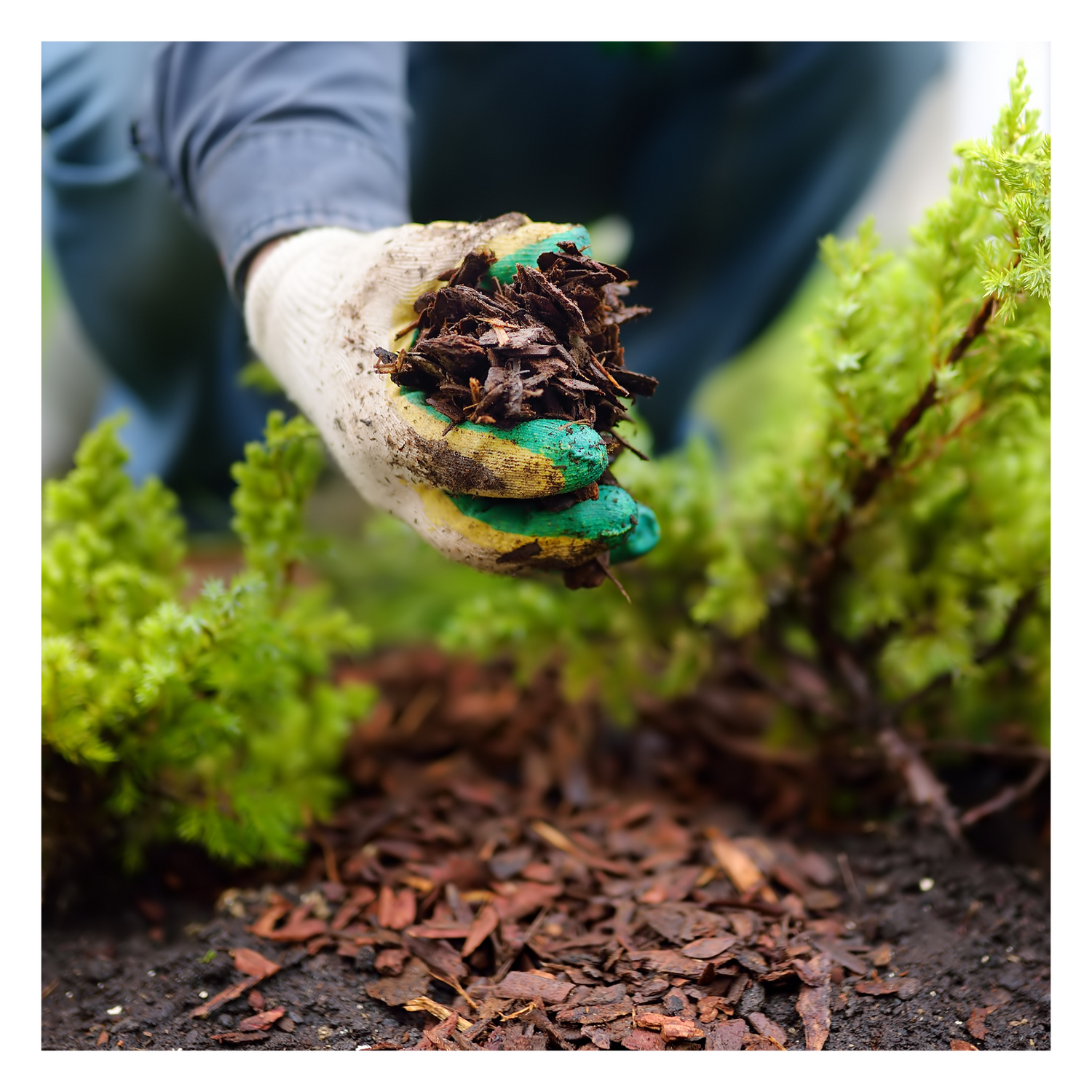 Hand holding mulch