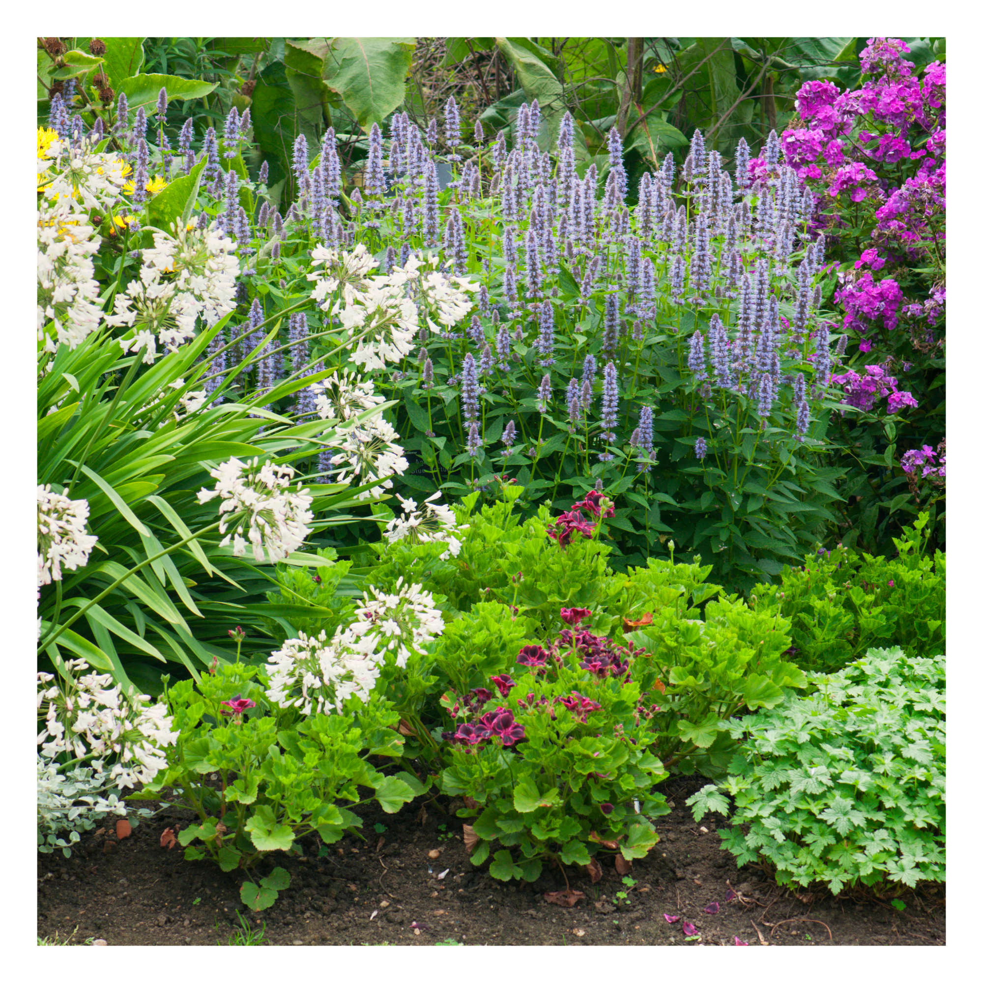 Plants growing in organic topsoil