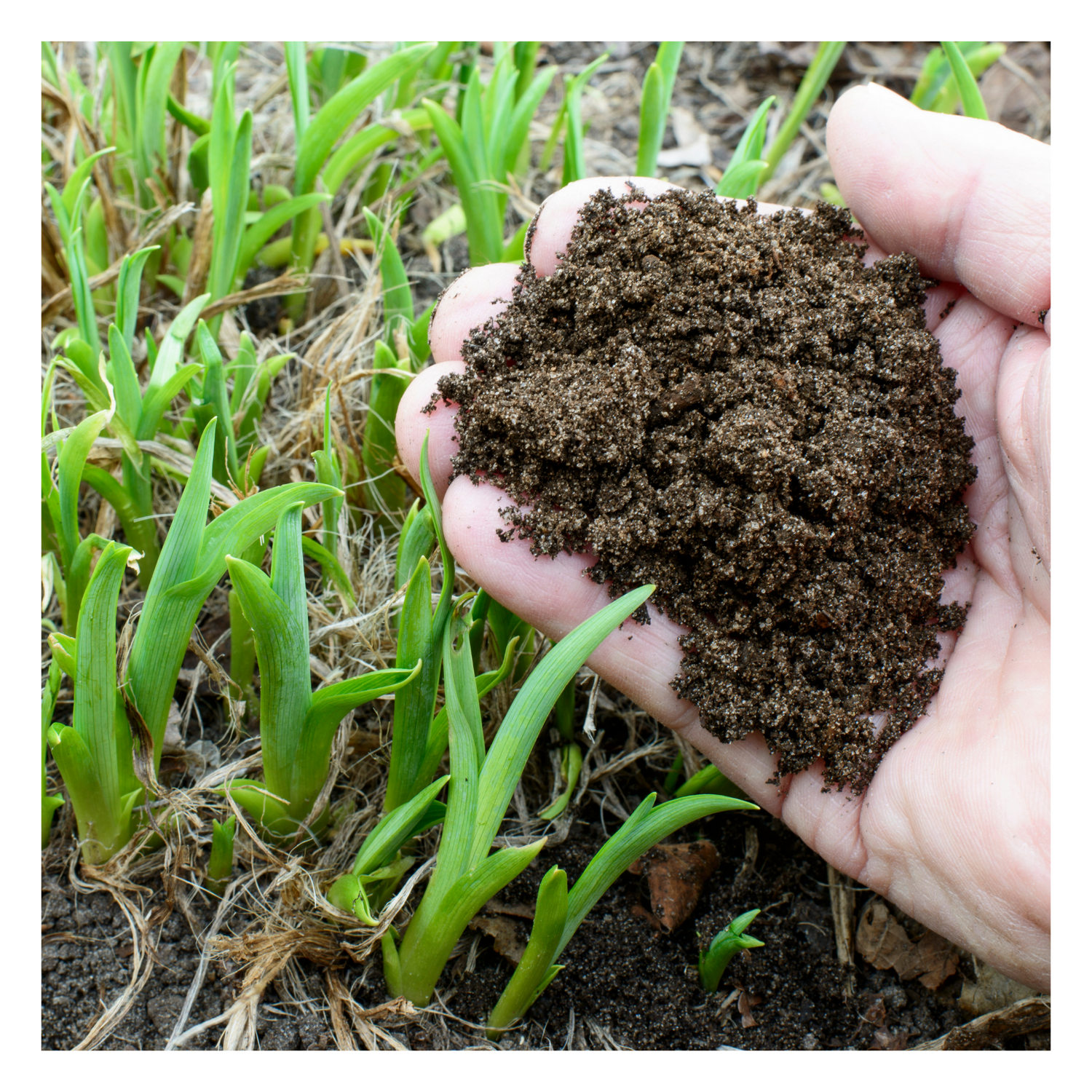 Hand holding compost over plants