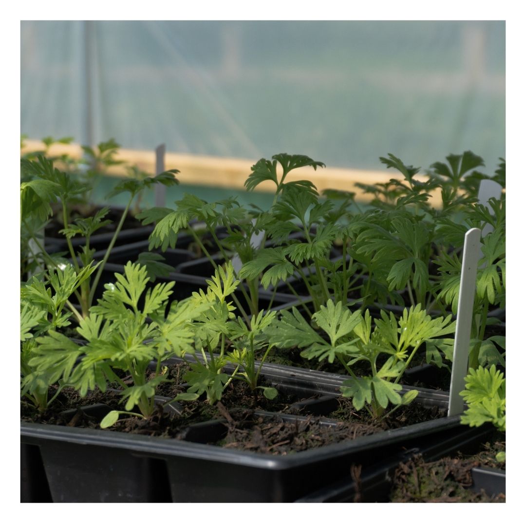 Plants potted in small containers with Eco Organic Multipurpose Compost