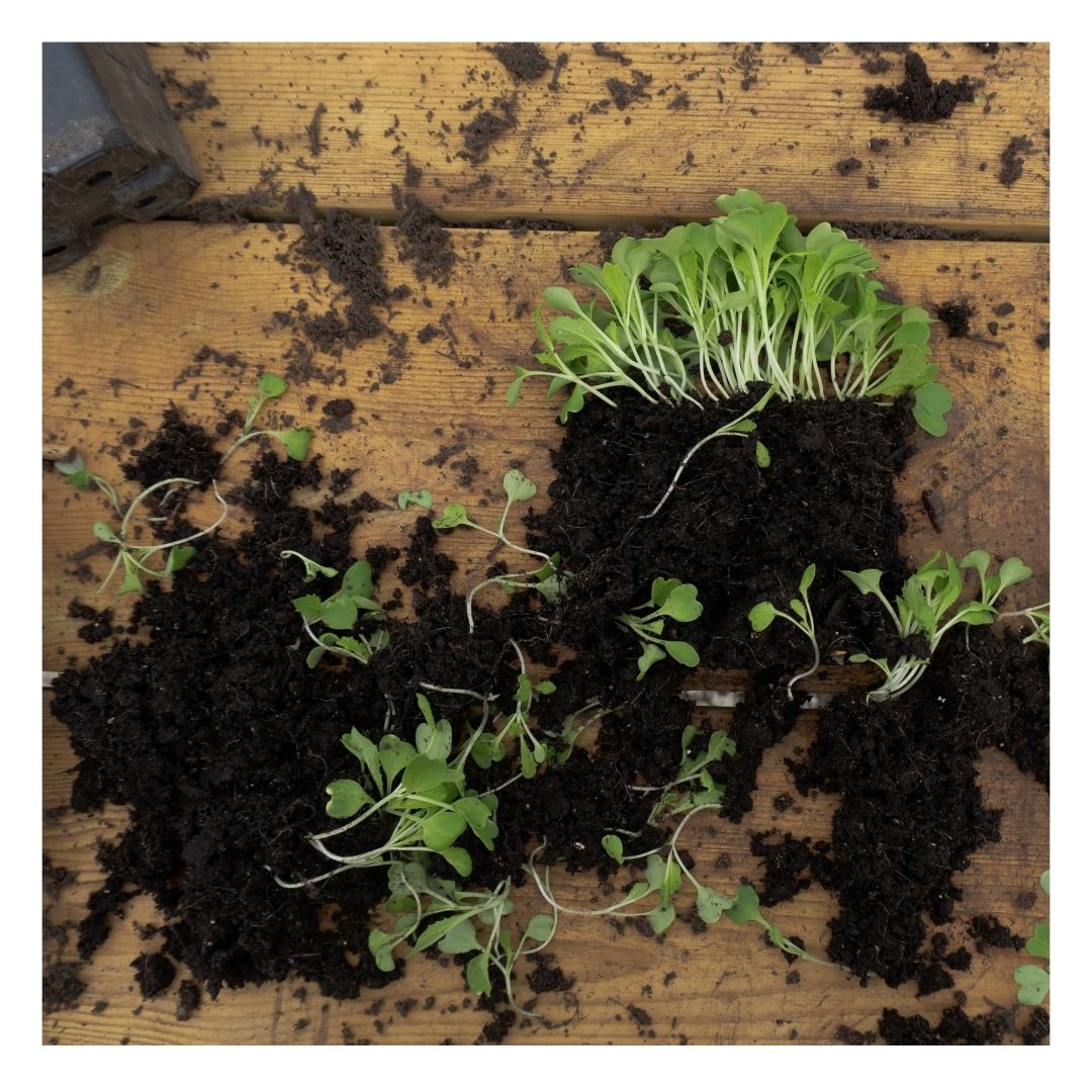 Plants with Eco Organic Multipurpose Compost on a wooden panel