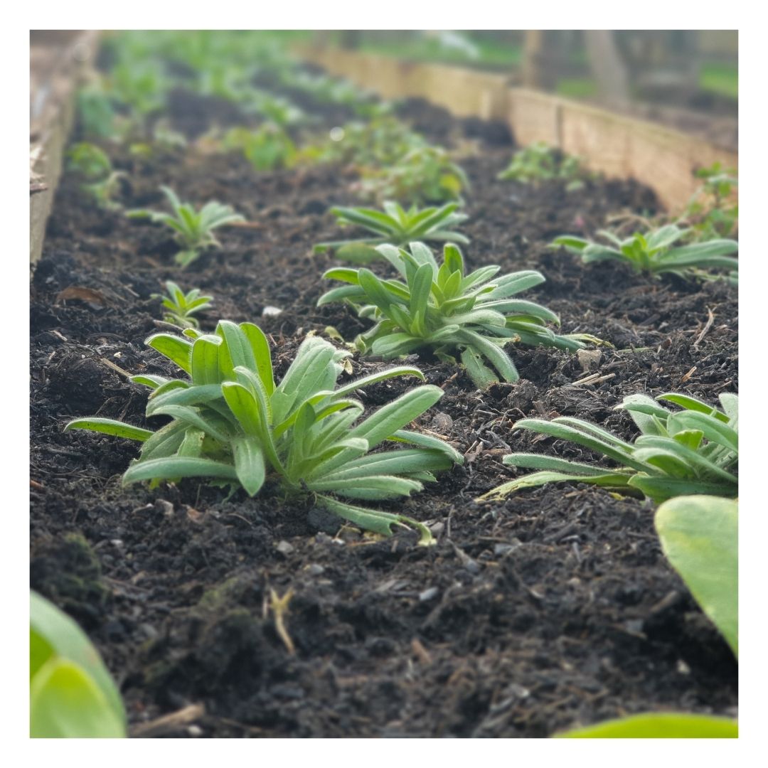 Eco Organic Soil Improver: Coarse Mix