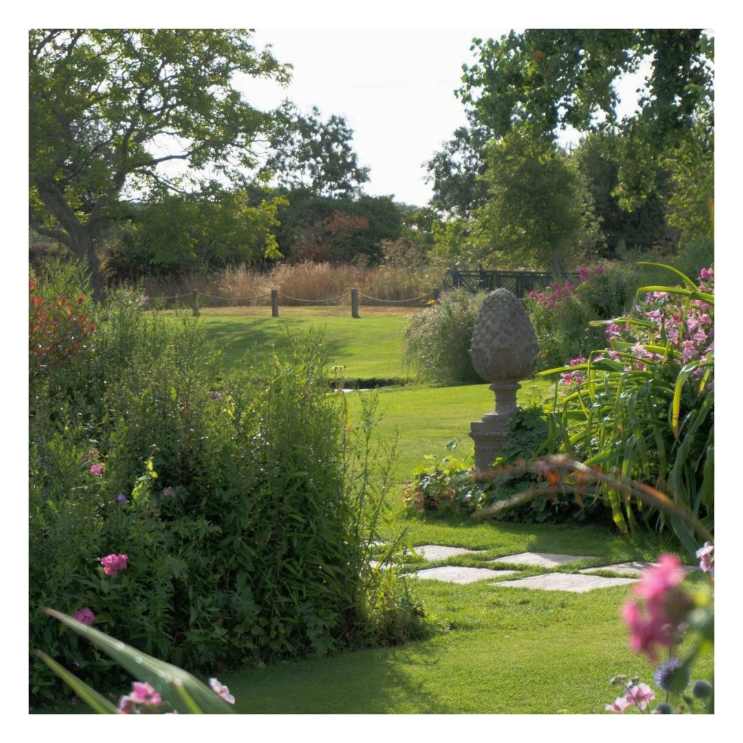 Healthy grass and plants in a garden