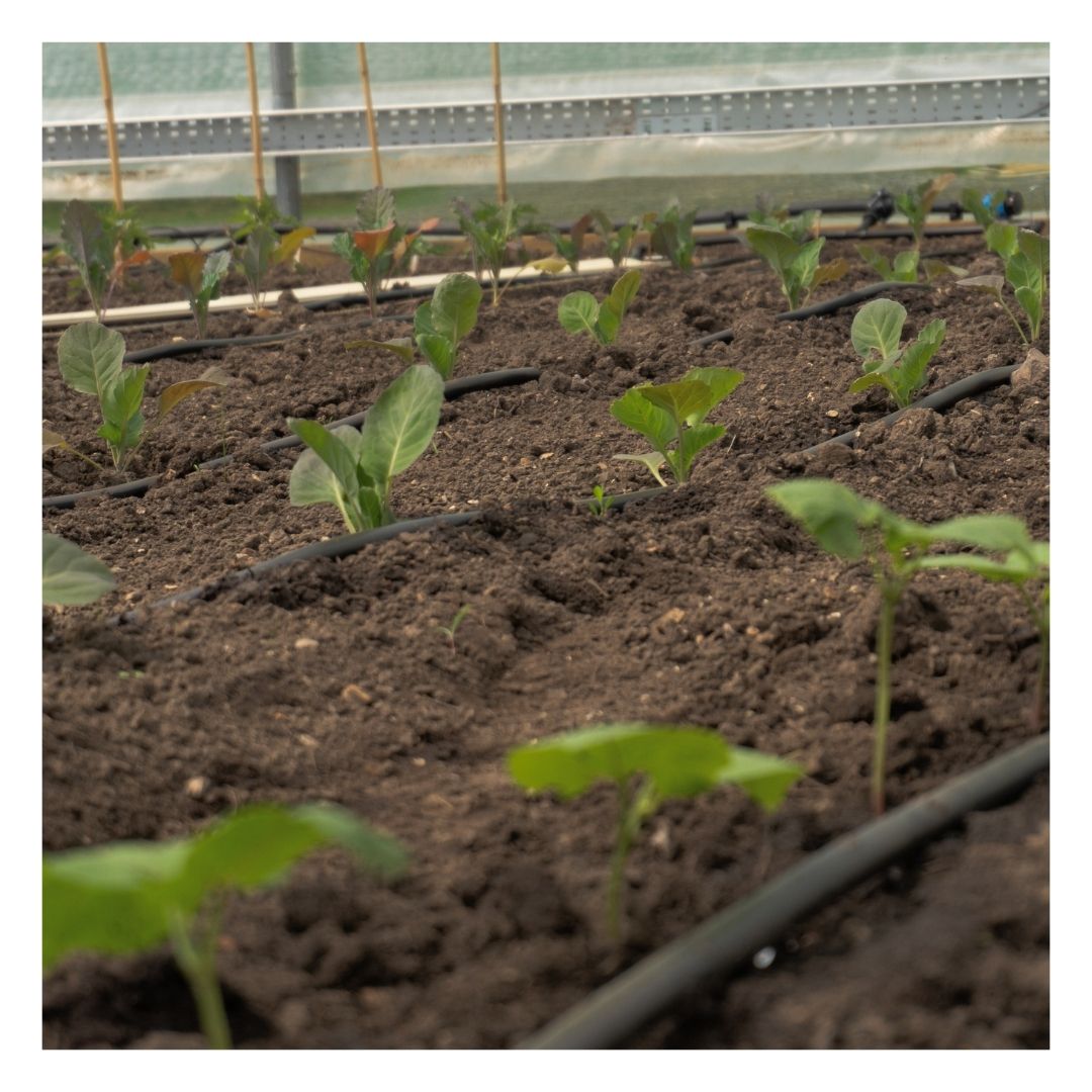 Eco Organic Topsoil: Supersoil