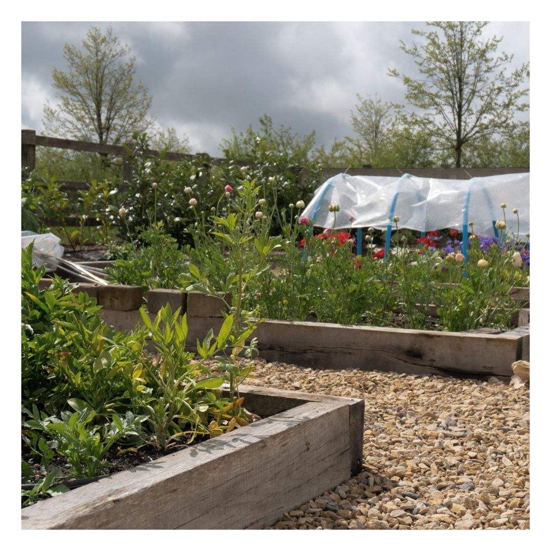 Plants growing in a bed filled with Eco Organic Topsoil Beds & Borders