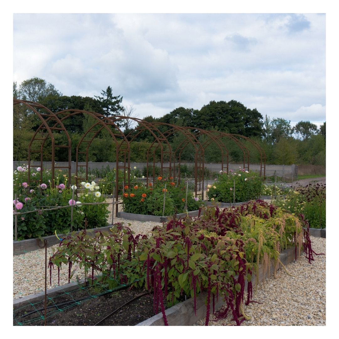 Plants growing in Eco Organic Topsoil Coarse Mix