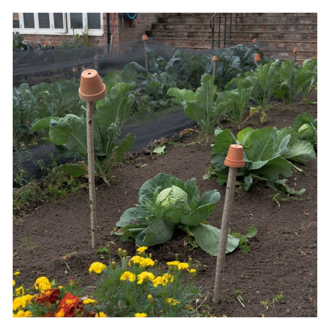 Plants growing in Eco Organic Topsoil Fruit & Veg