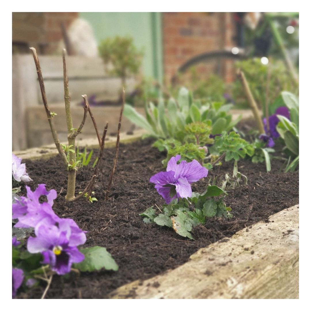Planted flowers in Eco Soil Improving Mulch