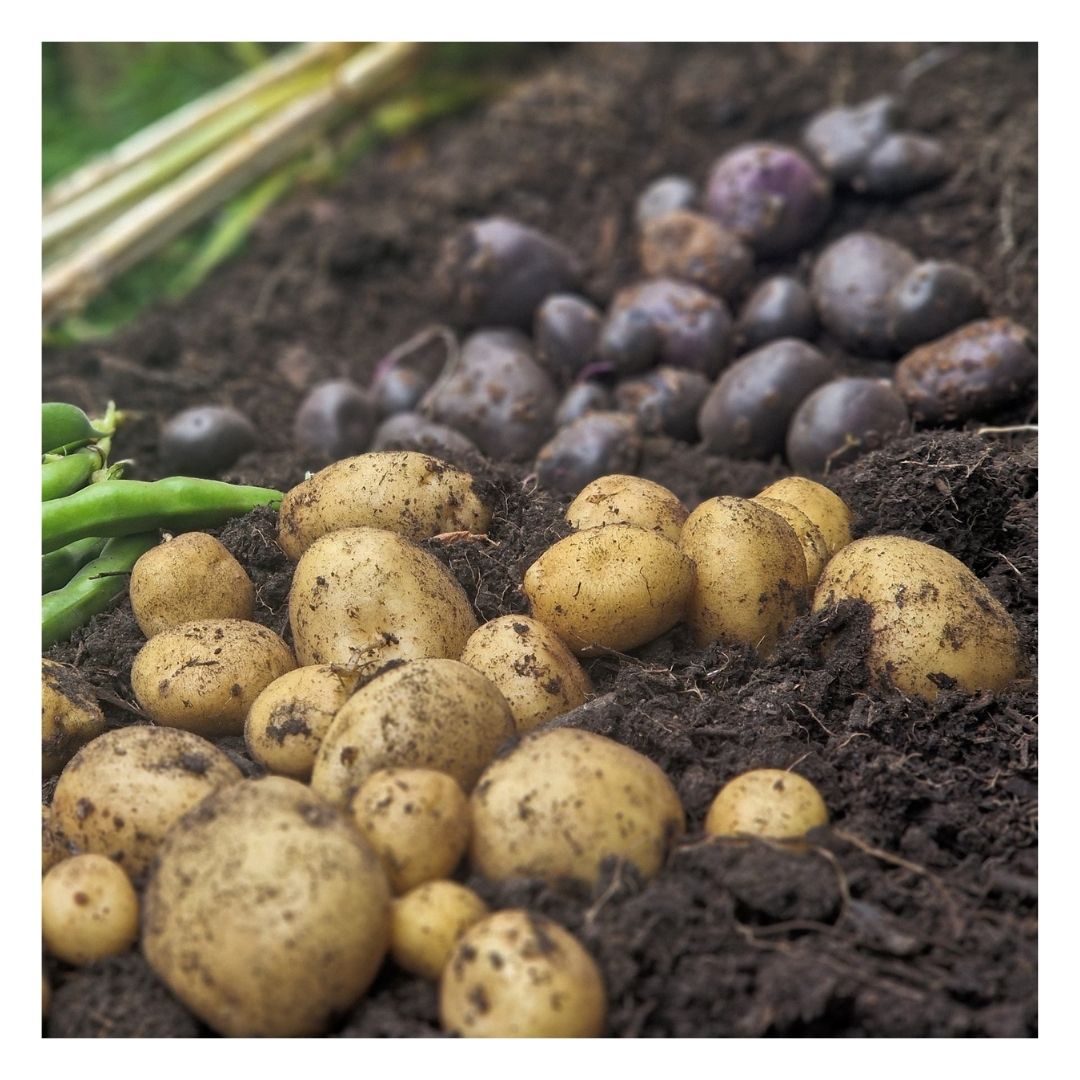 Fruit and Vegetables on Eco compost