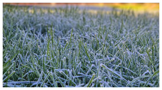 Frosty Eco Turf lawn