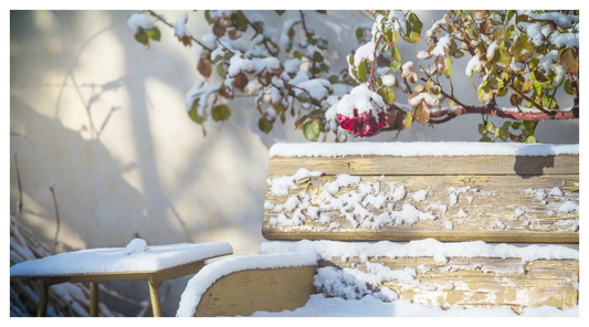 image showing a snowy bench and tree