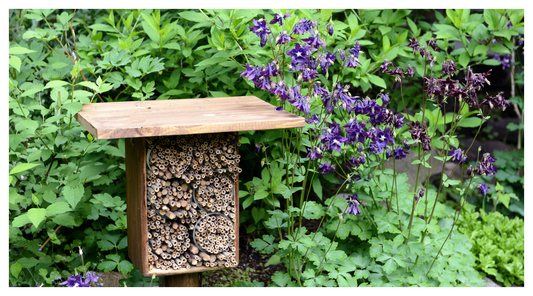 Transform Your Garden into a Bee Sanctuary