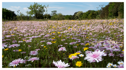 vibrant wildflowers using Harrowden turf