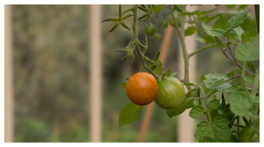 Image of young tomatoes in greenhouse