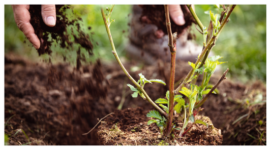 Eco-Friendly Gardening: The Benefits of Soil Improving Mulch