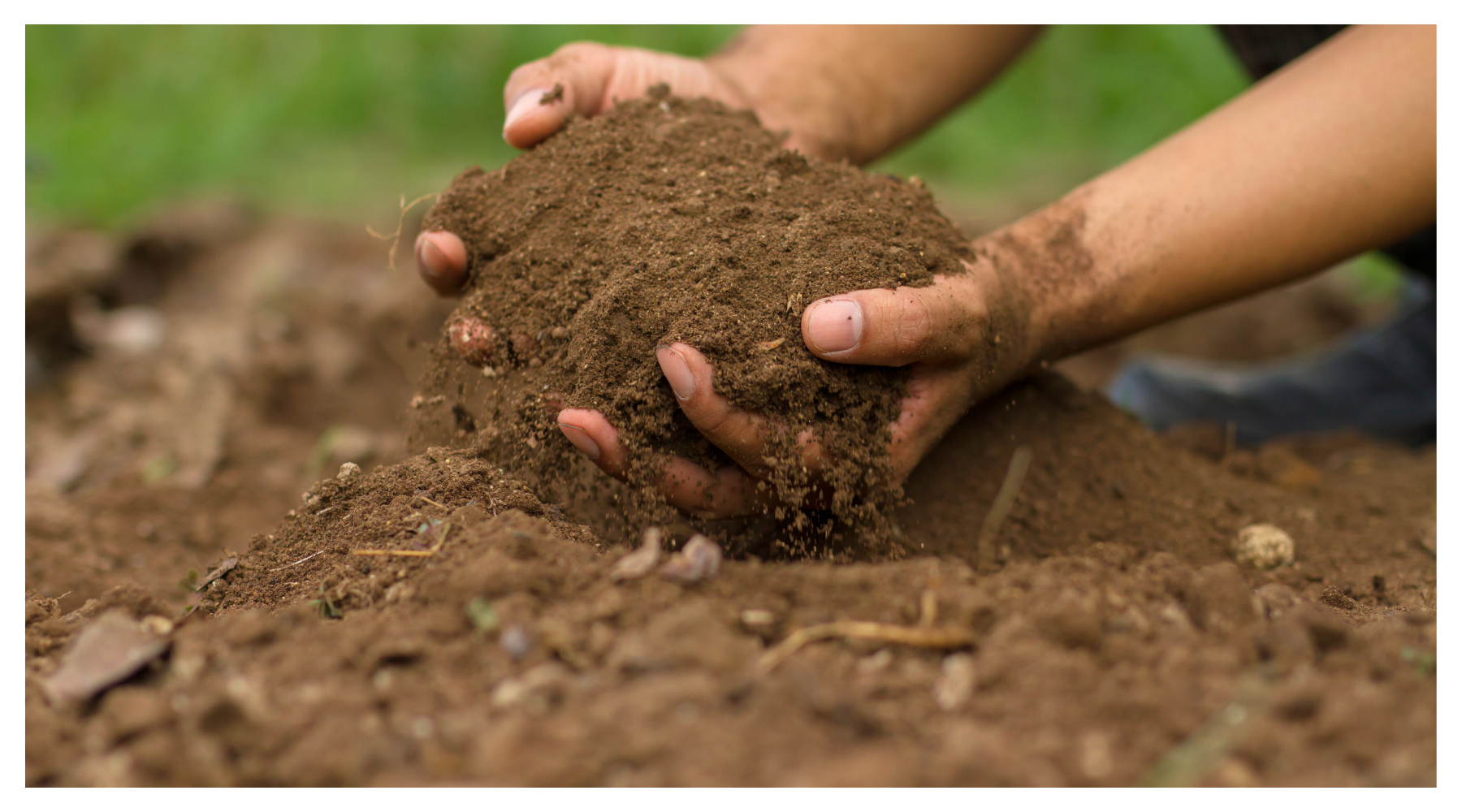 Enhance Your Lawn Health With Eco Turf & Lawn Seeding Soil – Eco ...