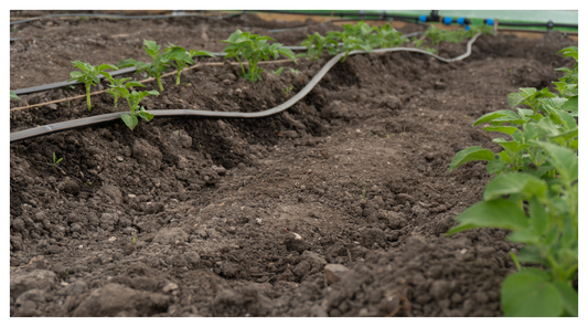 Image of seedlings planted with a drip irrigation system