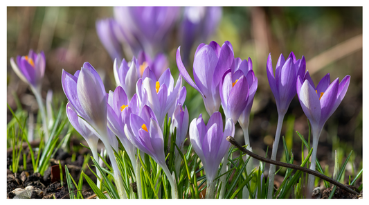 February Flowers to Brighten Your Garden