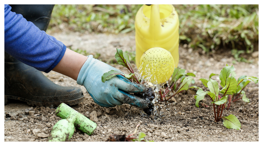 fertiliser being used on plant roots before planting