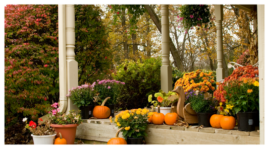 Flowers blooming on porch with pumpkins in October