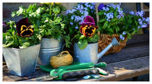 potted flowers in spring