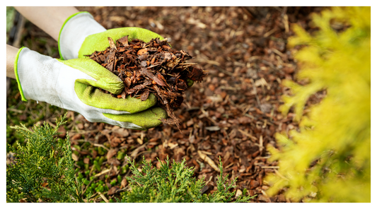 Woodchip mulch around trees and shrubs