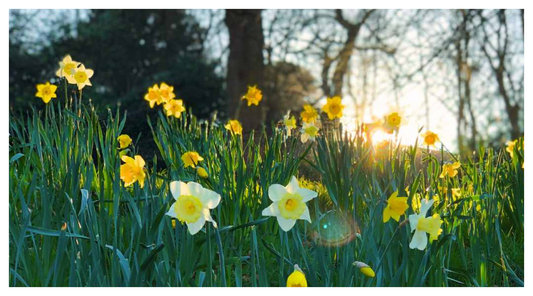 Daffodils growing in organic topsoil