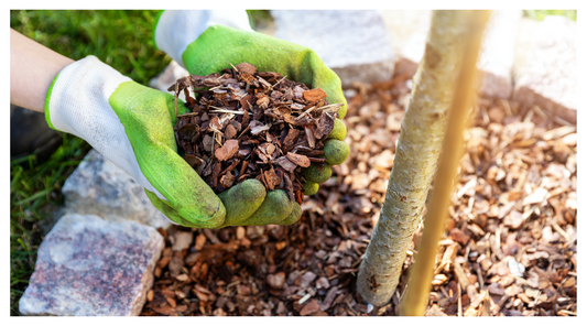 How Bark Mulch Can Improve Soil Health and Plant Growth