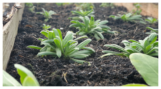 Image of raised bed plants recently mulched