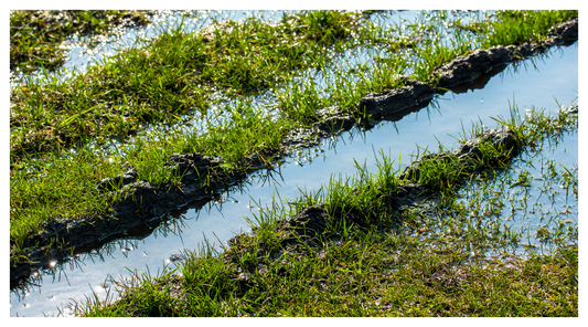 Image shows a lawn that's waterlogged