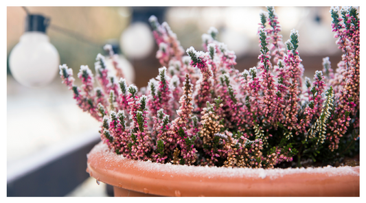 How to Insulate and Protect Container Plants in Winter