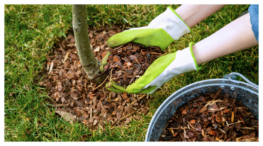 woodchip mulch around sapling