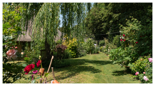 Image of a sunny English cottage garden