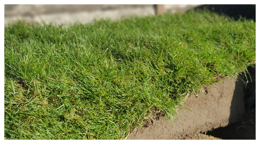 a roll of freshly cut lawn turf