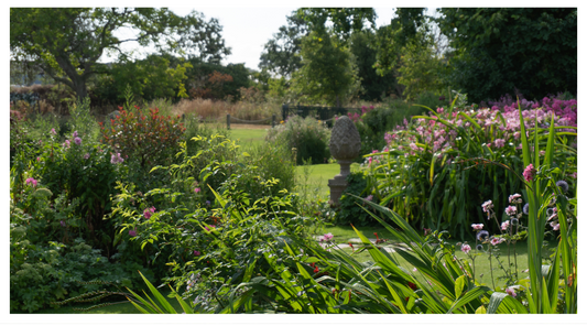 Image of organised garden flower bushes