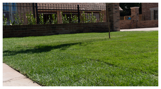 freshly laid Hallstone turf on front lawn