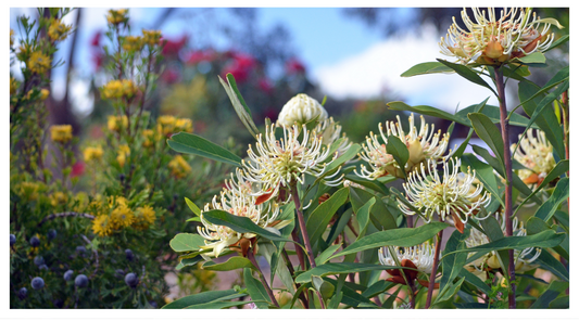 Close up image of flowers