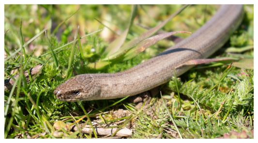 Image of native slow worm in the grass