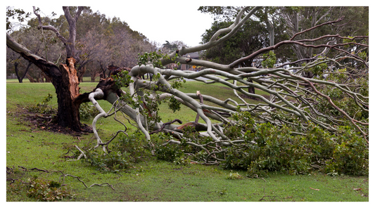 image of large tree that's fallen in a storm