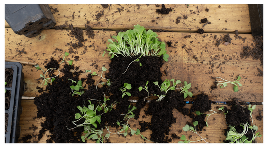 Image of seedlings in multipurpose compost