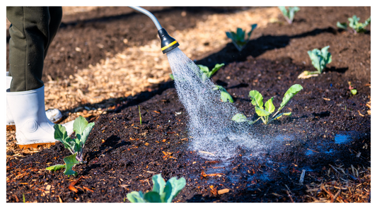 Image of gardener watering rows of vegetables