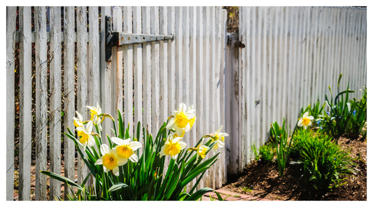 image shows a white picket fence with daffodils growing along it