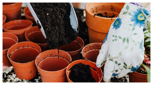 filling seeding pots with multipurpose compost 