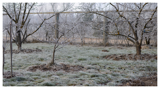 frosty garden in winter