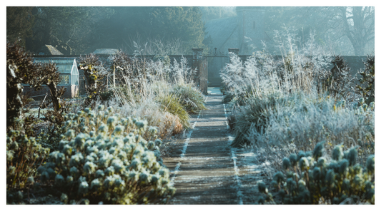 allotment in winter