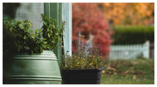 potted plants outside garden shed in Autumn