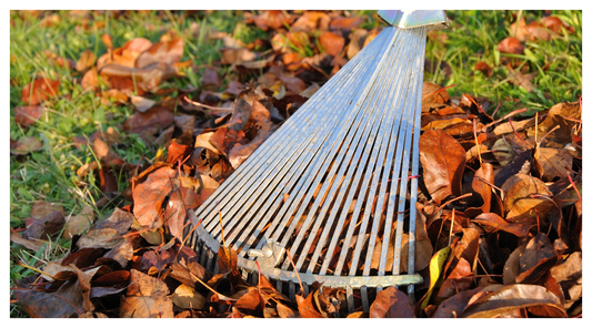 image of raking up autumn leaves in garden