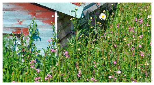 image of wildflower turf surrounding shed